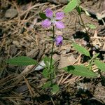 Clarkia rhomboidea عادت