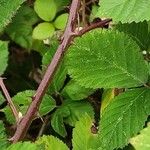 Rubus discolor Bark