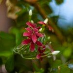 Combretum indicum Blüte