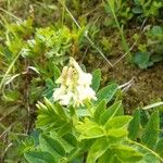 Astragalus frigidus 花