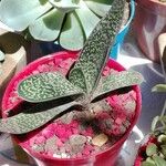 Gasteria pillansii Yaprak