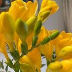 Freesia refracta Цвят