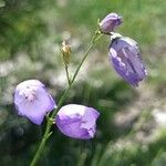 Campanula bertolae 花
