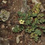 Lomatium martindalei ᱛᱟᱦᱮᱸ