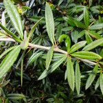 Berberis julianae 叶