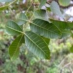 Schinus terebinthifolius Leaf