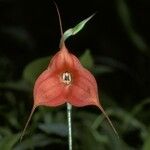 Masdevallia dorisiae Flor
