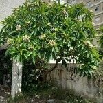 Plumeria alba Habit