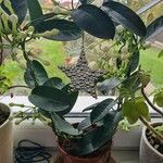 Stephanotis floribundaLeaf