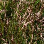 Persicaria decipiens Цвят