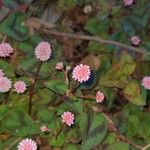 Persicaria capitata Flor