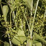 Spananthe paniculata 整株植物