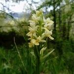 Dactylorhiza insularis Flower