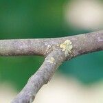 Juglans regia बार्क (छाल)