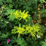 Sedum rupestre Habit