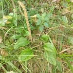 Plantago majorLeaf