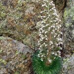 Saxifraga florulenta Habitus