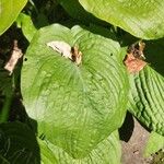 Hosta plantagineaLeaf