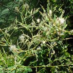 Lactuca serriola Fruit