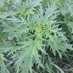 Urtica cannabina List