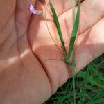 Lathyrus angulatus ഇല