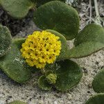 Abronia latifolia ᱛᱟᱦᱮᱸ
