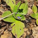 Craterostigma plantagineum Leaf