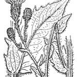 Hieracium patens Other