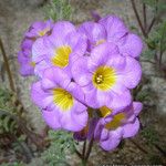 Phacelia bicolor Fiore