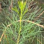 Hakea drupacea 葉