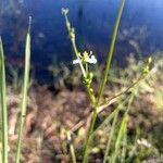 Alisma plantago-aquaticaKvet