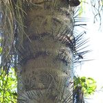 Acrocomia aculeata Corteza