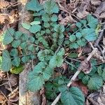 Cardamine impatiens 葉