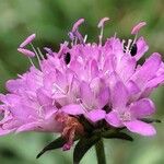 Knautia arvernensis Fiore