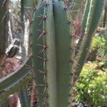 Cereus hildmannianus Folha