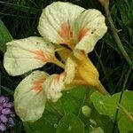 Tropaeolum minus Flor