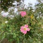 Rosa micranthaFlower