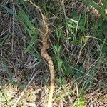 Linaria dalmatica 樹皮
