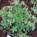 Potentilla nepalensis Hoja