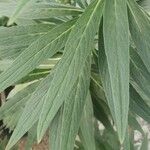 Echium hierrense Leaf