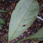 Buchenavia nitidissima Blatt