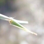 Aegilops geniculata Feuille