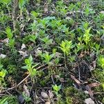 Mercurialis perennis Habitat