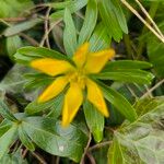 Eranthis hyemalis Flower