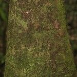 Matayba stenodictya Corteza