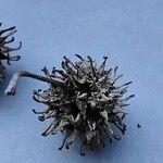 Liquidambar styraciflua Mbuma