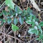 Triphasia trifolia Leaf