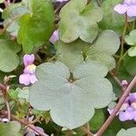 Cymbalaria muralis Blatt