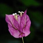 Bougainvillea spectabilis Кветка