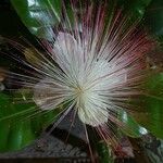 Barringtonia asiatica Квітка